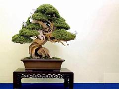 149 BONZAI A MAULEVRIER 2016_000014
